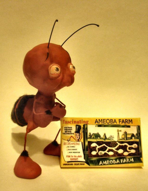 Ameoba Farm - Bledsoe